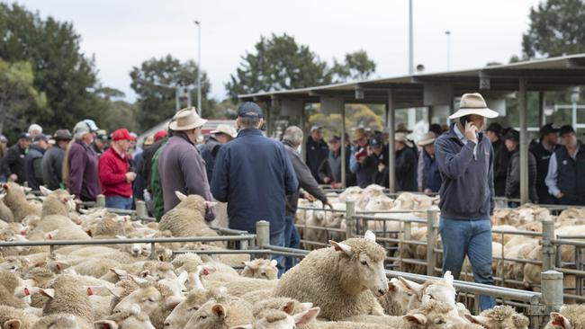 Buyers and livestock agents line the rails at Bendigo market. Picture: Zoe Phillips