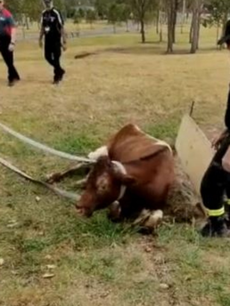 Firefighters used a makeshift lasso fashioned from a fire hose to pull the animal out.