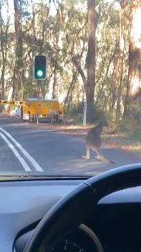 Mates lose it at "safety-conscious" kangaroo