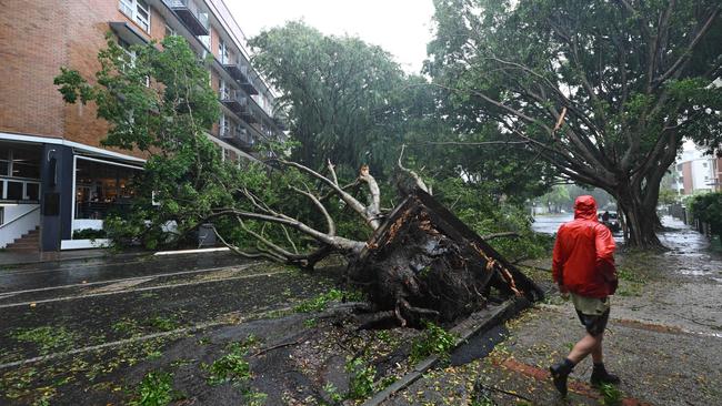 A large tree blocks a main road in Teneriffe as a result of ex-cyclone Alfred, Brisbane. Picture: Lyndon Mechielsen