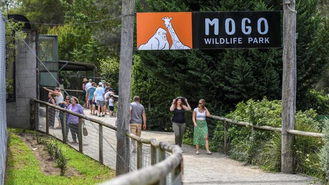 Mogo Wildlife Park is hoping for a bumper summer season after years of natural disasters.