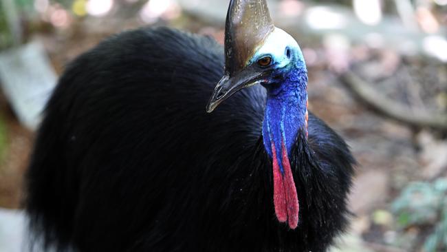 A cassowary in the Cairns hinterland suburb of Kuranda. Queenslanders are being urged to venture north. Picture: File.