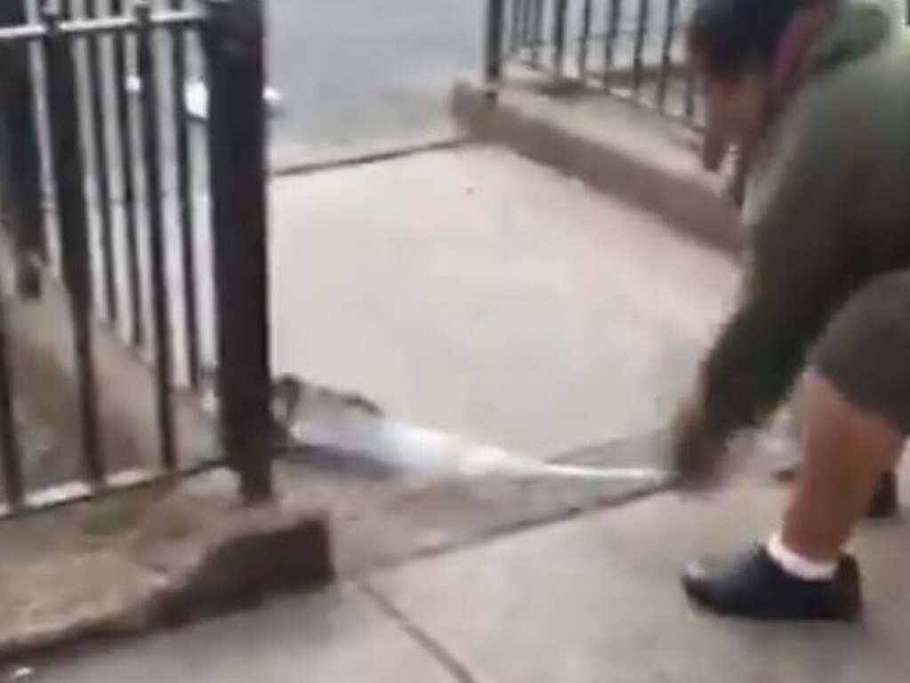 A good Samaritan then stepped in and hit the rat with a stick.