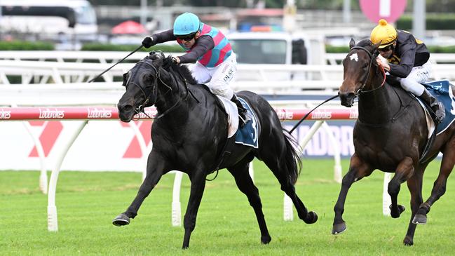 Antino is a big chance of giving Tony Gollan his first Stradbroke Handicap. Picture: Grant Peters/Trackside Photography