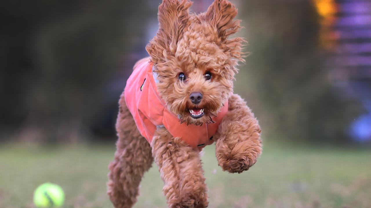 kylie-lang-why-dog-parks-are-far-too-risky-to-exercise-your-pooch