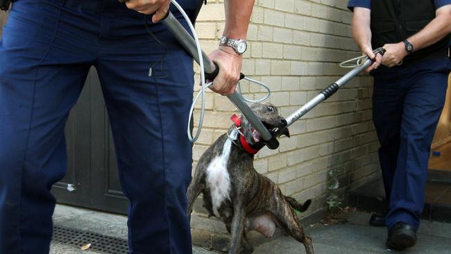 In the year to July 2019, there were 80 dogs declared by Gold Coast City Council. It rose to 87 in the near year but only 14 have so far been declared dangerous or menacing in 2020.