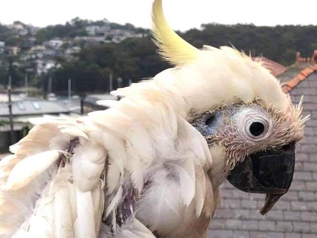 Another concerned citizen took this photo of a Cockatoo that landed at their home. Picture: Supplied (Simon Buttenshaw)