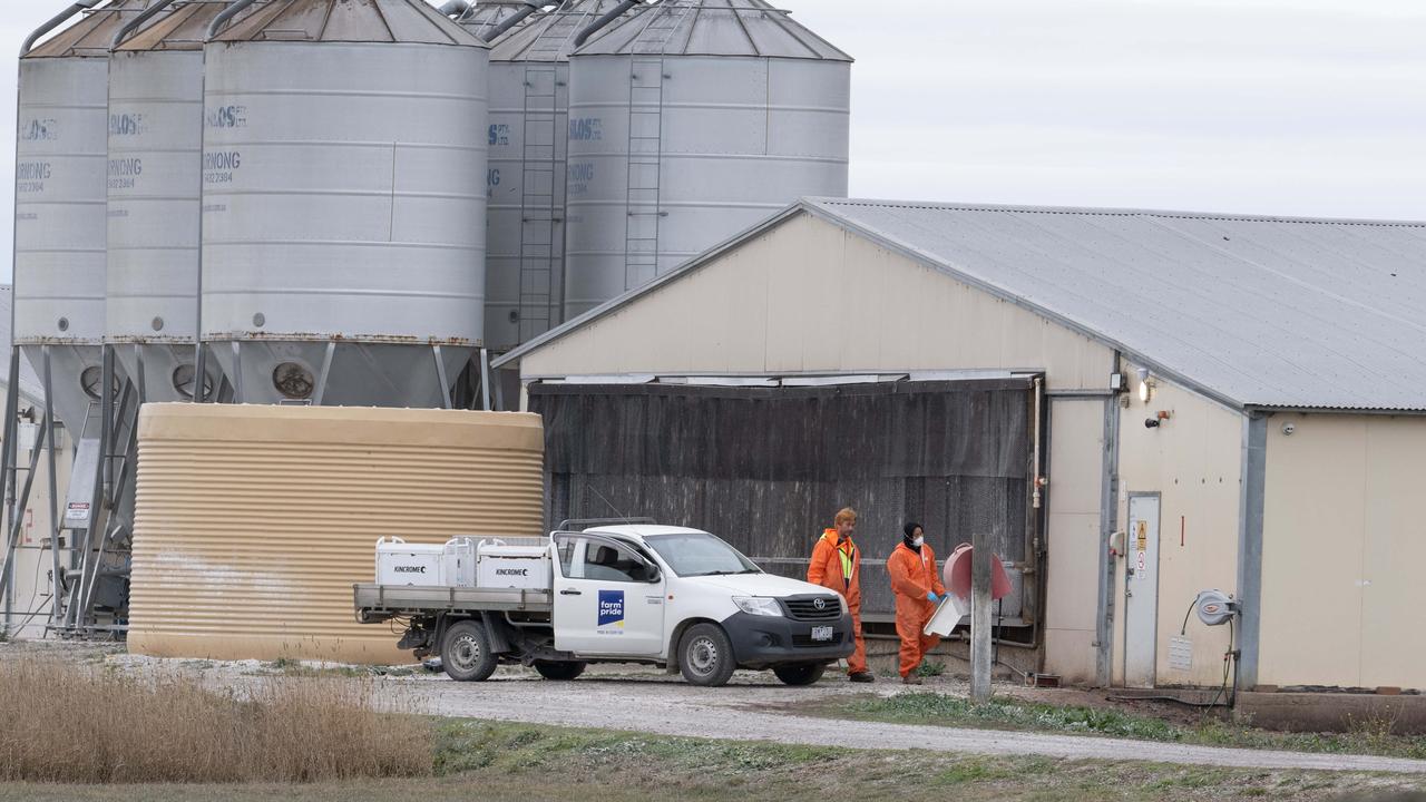 There are eight poultry farms in Victoria that have been hit with outbreasks, forcing SA authorities to impose transport bans. Picture: Brad Fleet