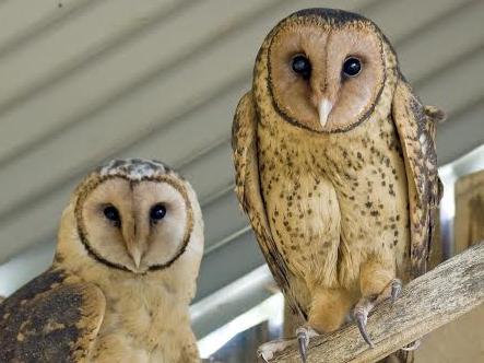 Pair of MASKED OWLS submitted phot by Craig Webb from Raptor Rescue