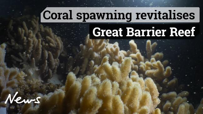 Coral spawning revitalises Great Barrier Reef