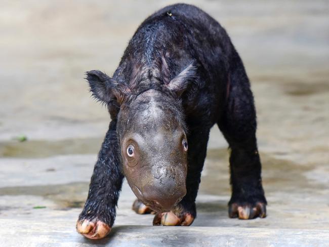 A 2-day-old Sumatran rhino calf takes its first steps at the Sumatran Rhino Sanctuary. There are thought to only be 40 of these animals left in the world. Picture: Indonesian Ministry of Environment and Forestry/AFP