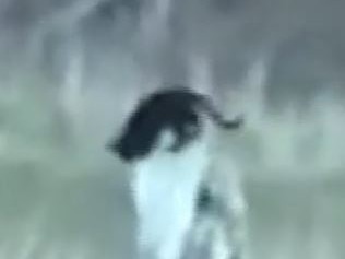 A resident in North Queensland has claimed to have captured footage of an elusive big cat roaming the area.