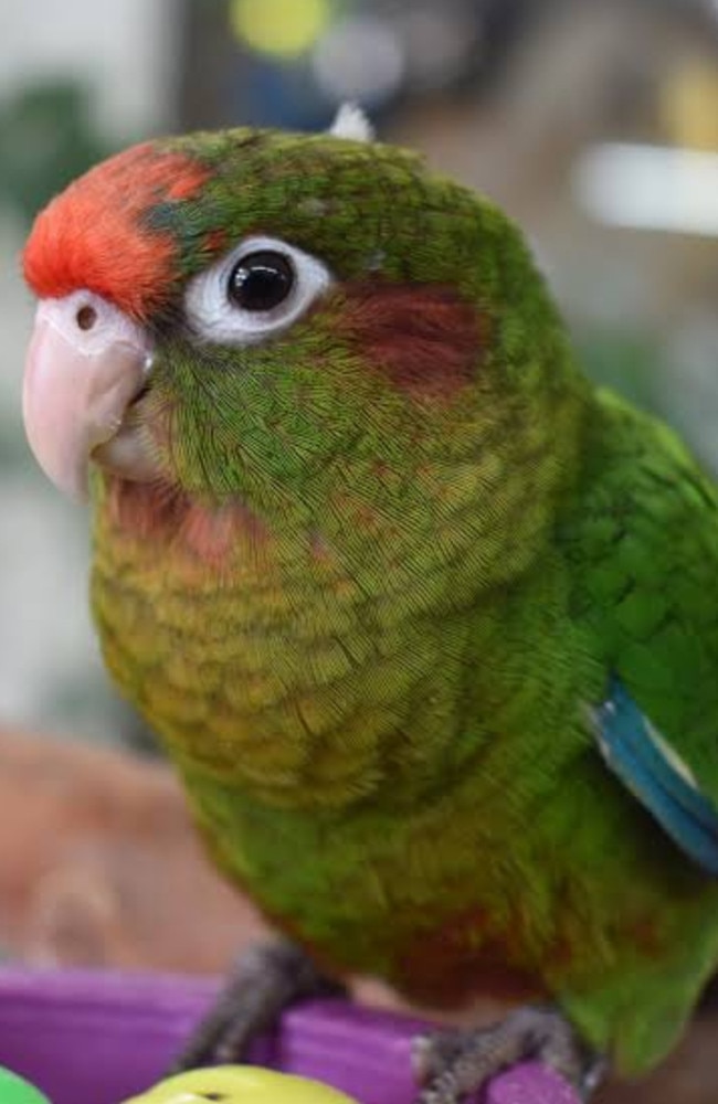 A $1200 rose crowned conure has been stolen from Petstock Darwin. This picture is not the missing bird, but another of the same species for reference.