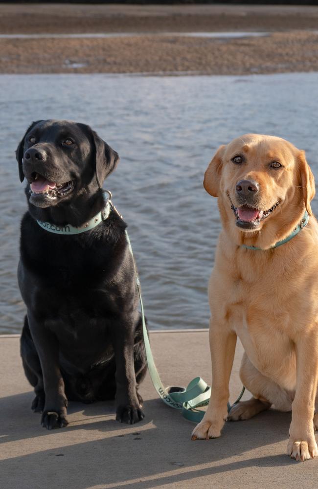 Adopted only weeks ago, Janice and John Terrill's new labradors Charlie (black) and Poppy (blond) also died after possibly eating toxic zoanthid coral at Grasstree Beach, Mackay. Photo: Contributed