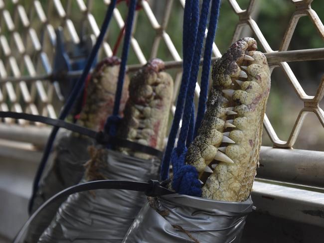 DEPWS rangers Jaylen Marshall and Tom Nichols caught four saltwater crocodiles around Darwin Harbour in one morning, two of which were 2m long. Picture: Annabel Bowles