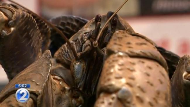 Screen grab of a giant coconut crab found walking around Hawaii. Pic: Khon 2 News