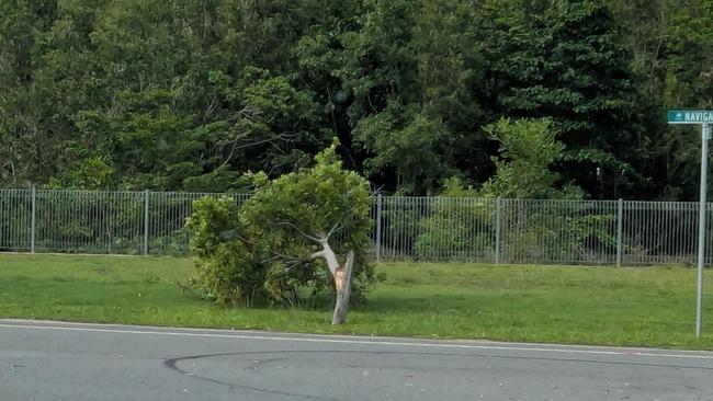 A tree snapped in half along Navigation Drive after a wild storm hit in Trinity Beach on Saturday evening. Picture: Supplied.