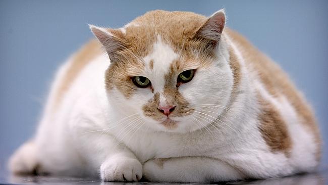 The cat’s fat? Blame it on the owner | news.com.au — Australia’s ...