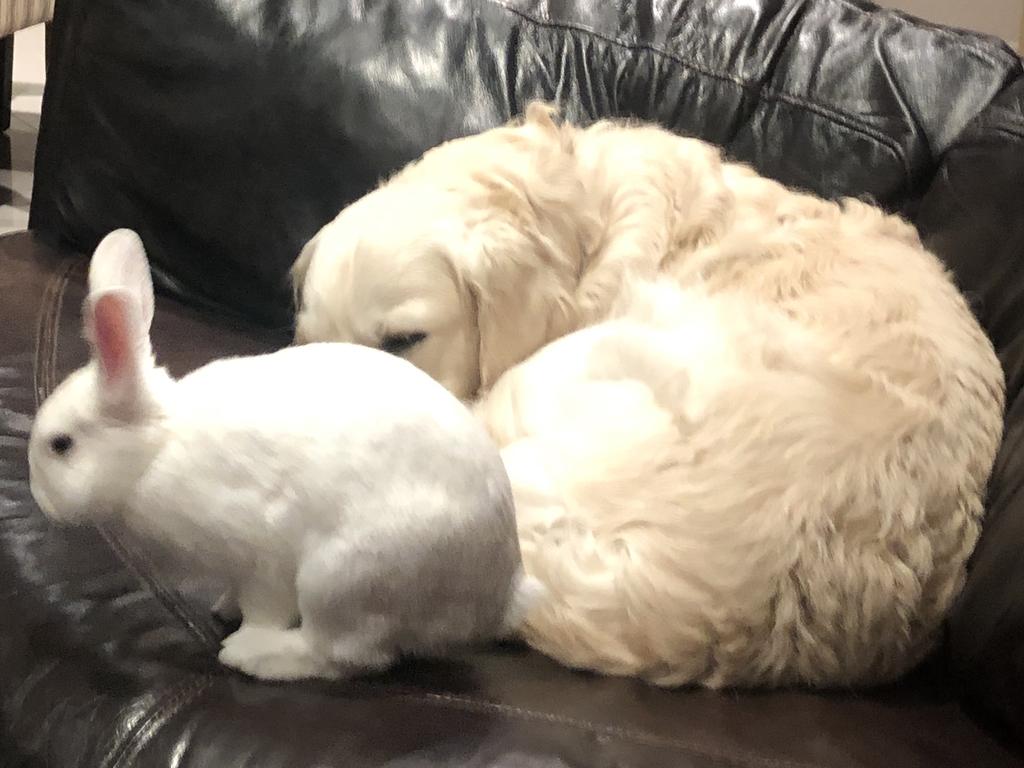 Best friends Sunny and Trev aren’t unusual in themselves but they do make an unusual pair. Picture: Samantha Jones, Mt Barker