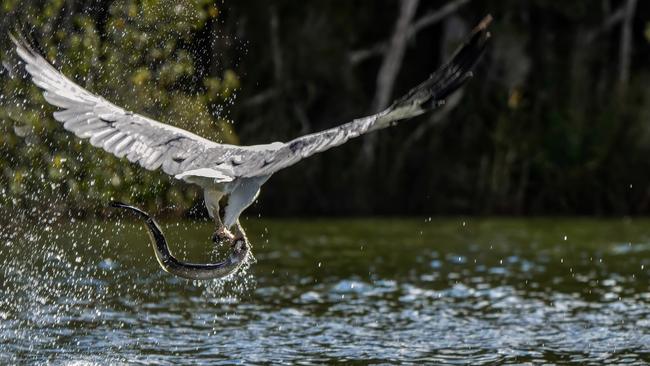 A white-bellied sea eagle snatching an eel out of the Mersey River at Latrobe. Picture: Greg Close.