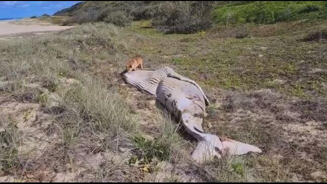 Juvenile whale carcasses on K'gari