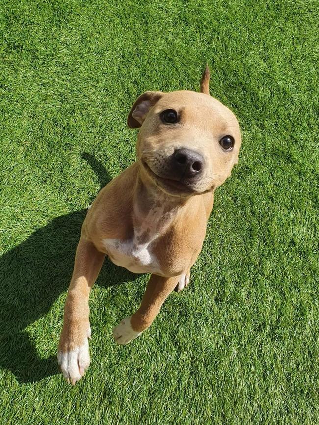 Our Kaia is a beautiful fawn staffy girl and defies the stigma associated with this breed who is known as a "Nanny dog." Who can deny that infamous staffy smile? Quite simply we can’t imagine our lives without her. Picture: Soph, Jeremy &amp; Nina Clavant.