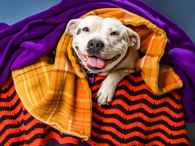 Rugged-up Tinkabell is a four-year-old staffy available for adoption at the RSPCA Brisbane Animal Care Centre. Picture: Nigel Hallett