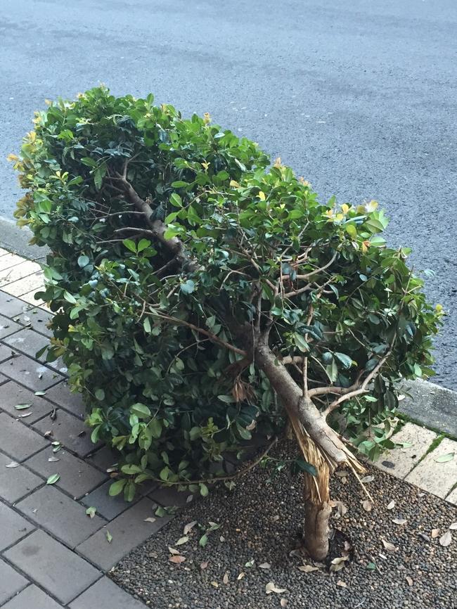 A damaged tree along Military Rd.