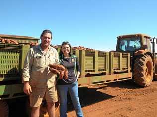 PACKED POTATOES: Russell and Shana Mortimer do their bit for struggling farmers by donating sweet potatoes that would usually go back into their soil. Picture: Toni Benson-Rogan