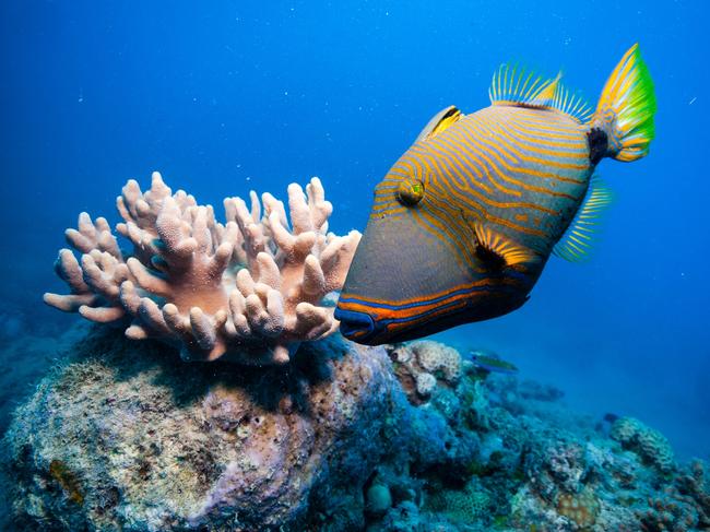 The Great Barrier Reef has come under threat in recent years as a result of global warming and pollution.