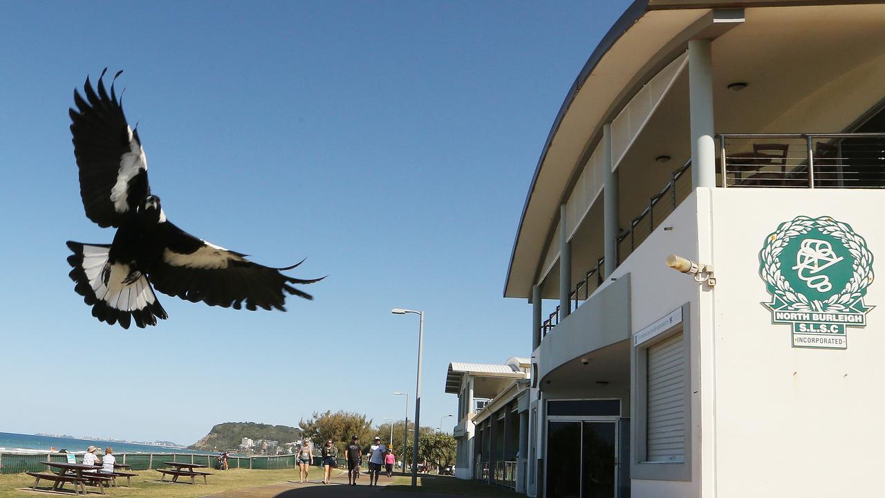 Hitbird' is the magpie still terrorising North Burleigh Surf Club after  weeks | Gold Coast Bulletin