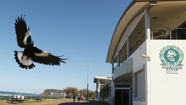 Hitbird stalks his prey around the North Burleigh Surf Club. Picture Glenn Hampson