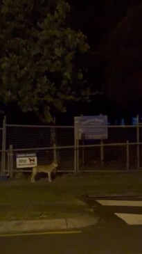 Dingo filmed outside Sunshine Coast school