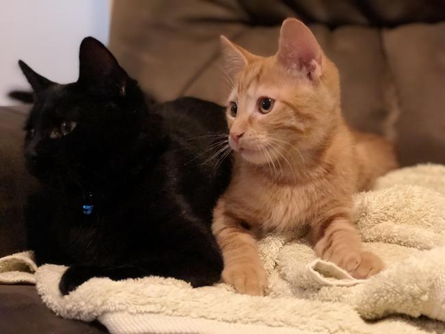 Princess (black) and Archer (orange) watching TV. Picture: Donna Peace