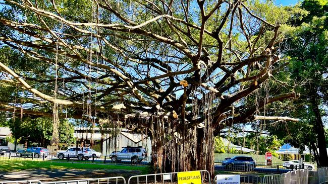 The fate of an old fig tree at The Freshwater Tennis Club hinges on arborist reports after a branch fell on a car in May. Picture: Peter Carruthers