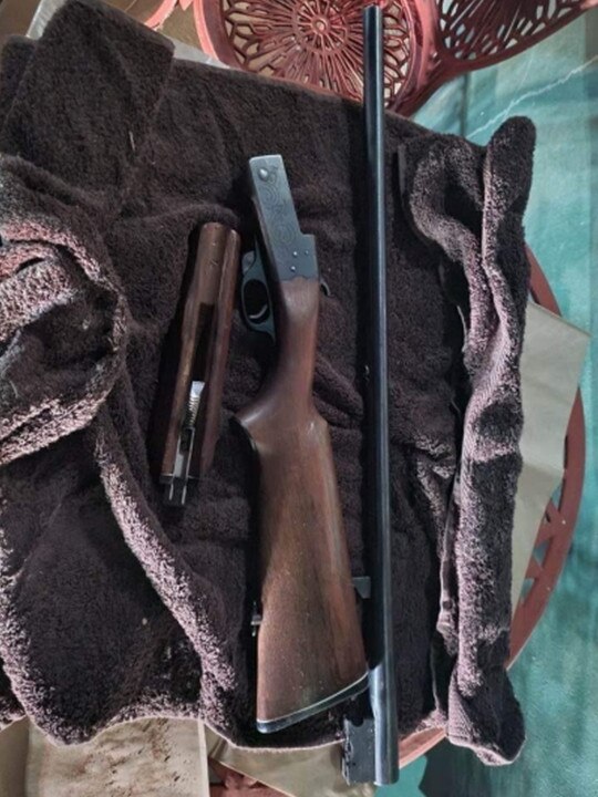 Gun seized in relation to a cannabis crop. Picture: SAPOL