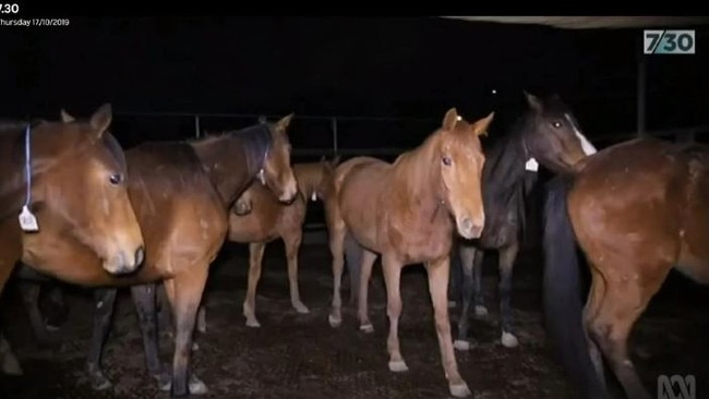 A screenshot from the ABC report on the mass slaughter of racehorses.