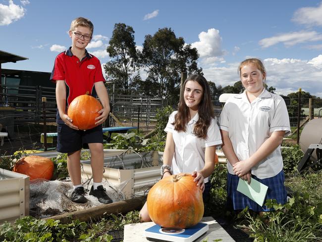 Elizabeth Macarthur High School students from left Lachlan Williams, 12, Allison Kiss, 13, and Sarah Eade, 13, weighting some of the pumpkins that are being shown at this year’s Sydney Royal Easter Show. Picture: Jonathan Ng