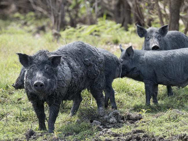 WEEKEND TELEGRAPHS SPECIAL. , PLEASE CONTACT WEEKEND PIC EDITOR JEFF DARMANIN BEFORE PUBLISHING.     , , A war is raging out bush. An army of pigs has been marching across NSW, their having exploded off the back of wet weather over the past year. Crops are being damaged, fields destroyed and produce eaten. In response, a team of 