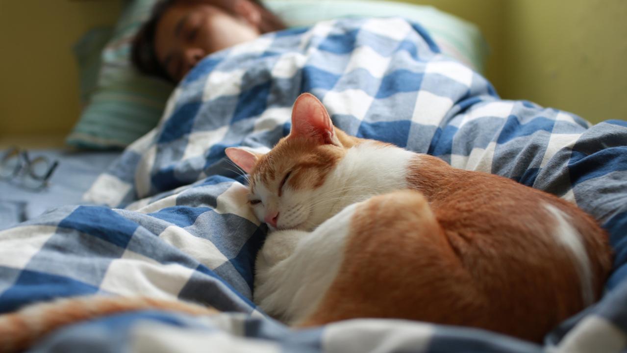 Microscopic dust mite faeces can reside on pets and be transferred into your bed. Picture: iStock