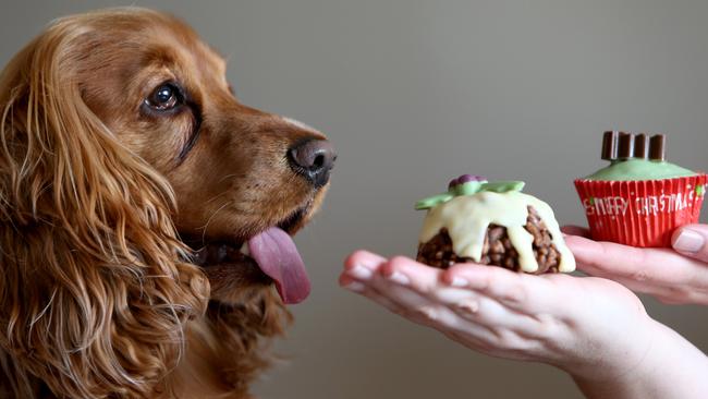 There has been a boom in businesses offering gourmet food and treats especially designed for dogs.