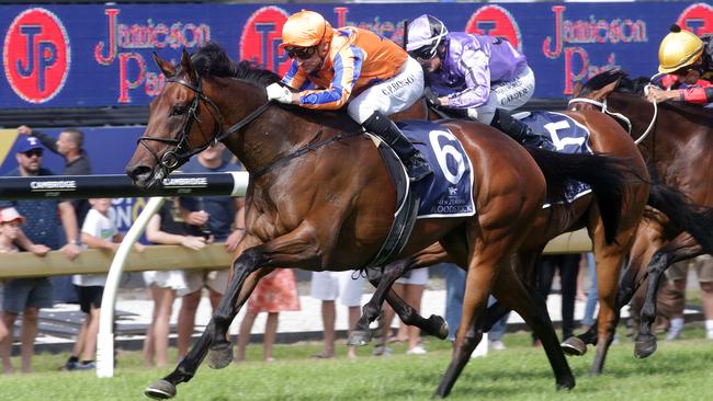 Classy New Zealand mare Amarelinha kicks of her spring campaign in the Group 3 Bill Ritchie Handicap at Randwick on Saturday. Picture: Trish Dunell