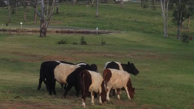 The distinctively marked belted Galloway breed of cattle chow down on some grass at Forest Lawn Memorial Park.