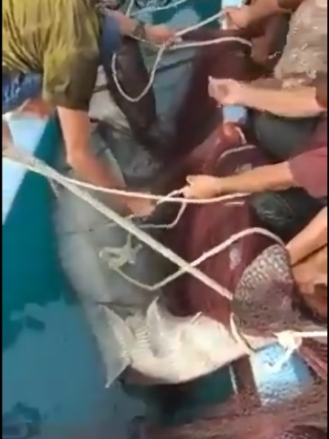 Locals furious about the attack capture what they believed was the tiger shark responsible for the man's death in nets. Picture: Twitter