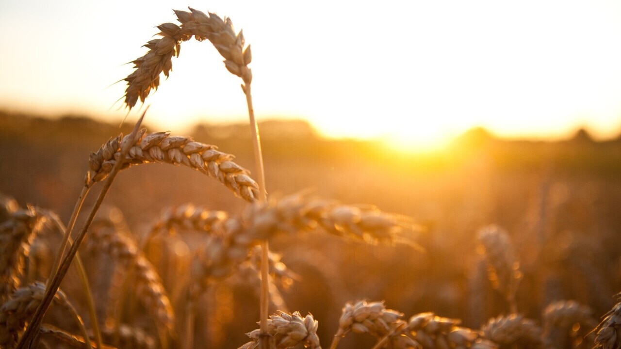 ‘Significant improvement’ harvesting grains in South Australia and Victoria