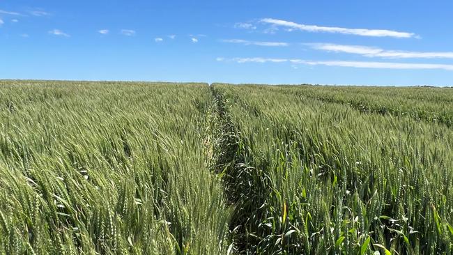 Wheat, canola and bean crops have been grown at the Woorndoo East farms.