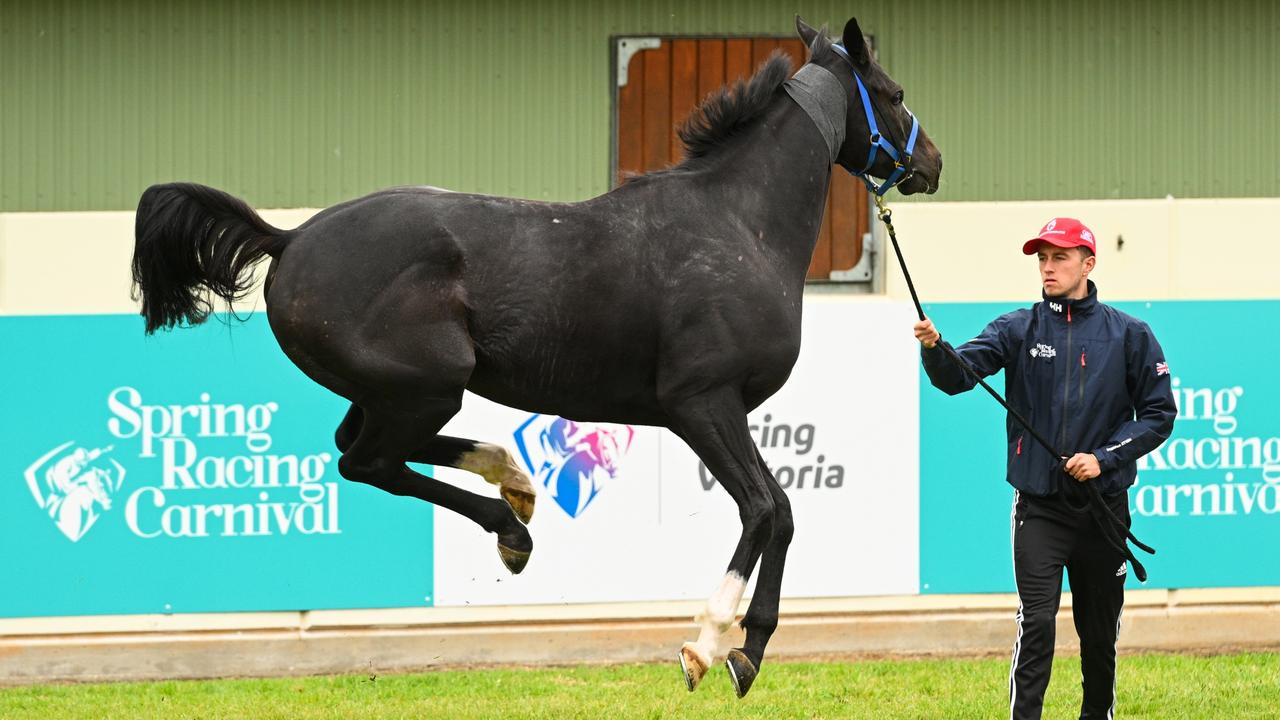 Smooth operation for English Melbourne Cup hope