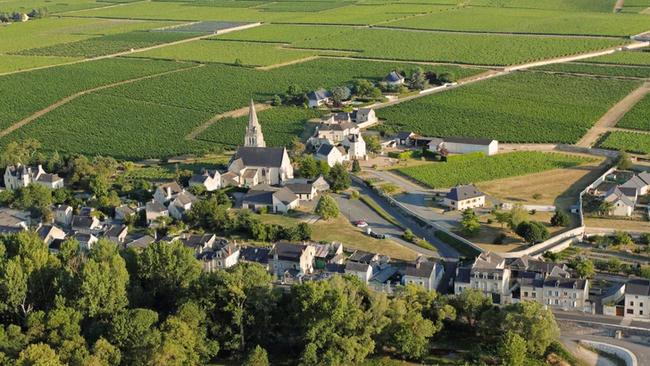 Vineyards in the Loire Valley's Saumur-Champigny sub-region.