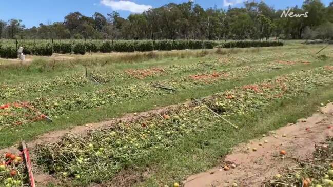 Tomato crop destroyed at Simon Gasparin's farm near Stanthorpe