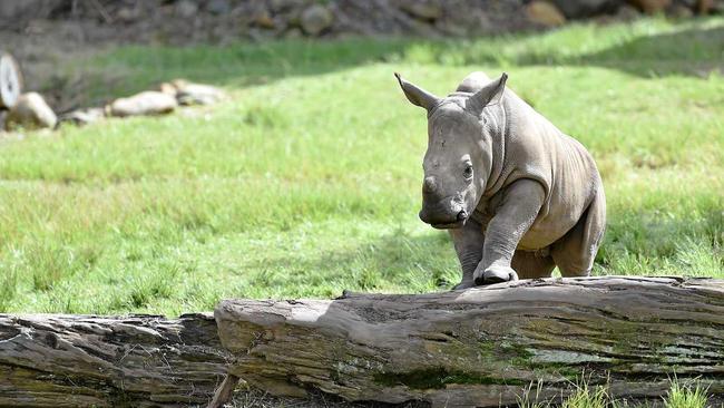 Australia Zoo welcomed Carrie, a baby rhino late last year and now the public can finally meet her on the zoo's African Savannah. Picture: Patrick Woods